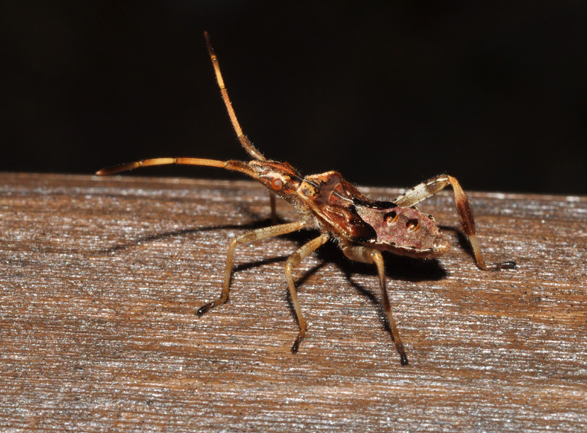 Coreidae: ninfa di Leptoglossus occidentalis (AR)