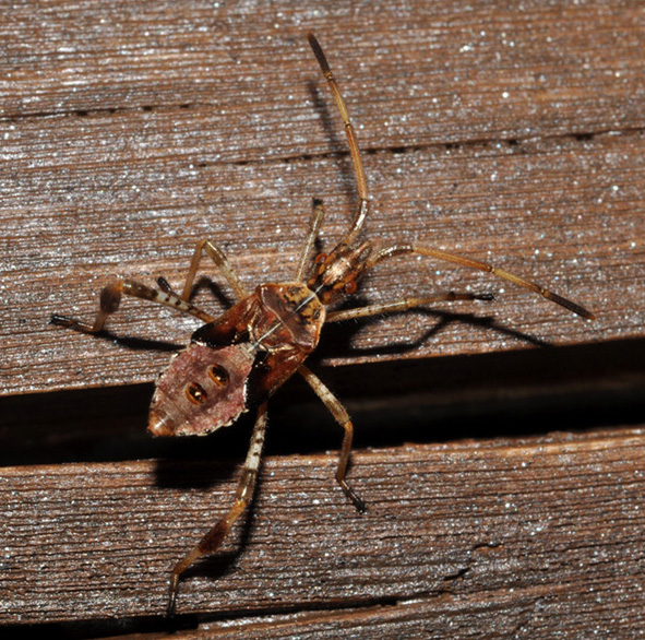 Coreidae: ninfa di Leptoglossus occidentalis (AR)