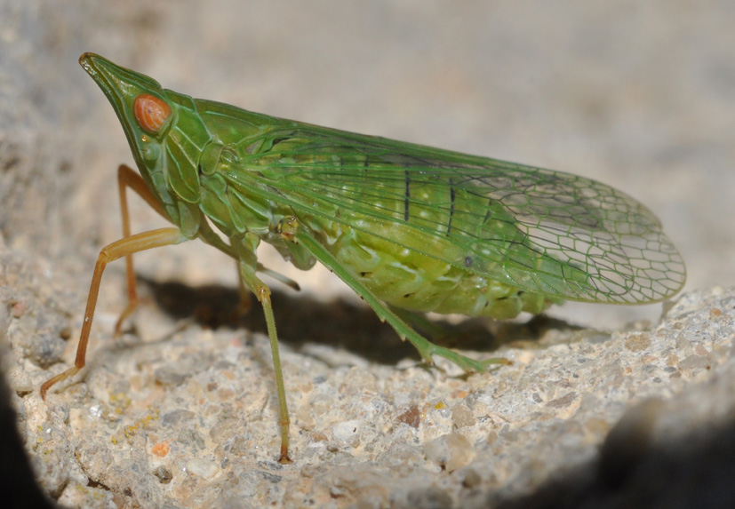 Dictyophara...quale? D.  multireticulata