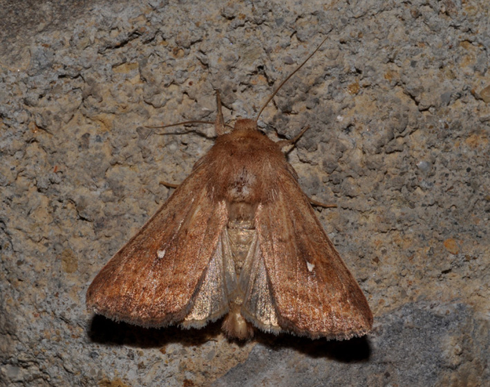 Noctuidae: conferma id