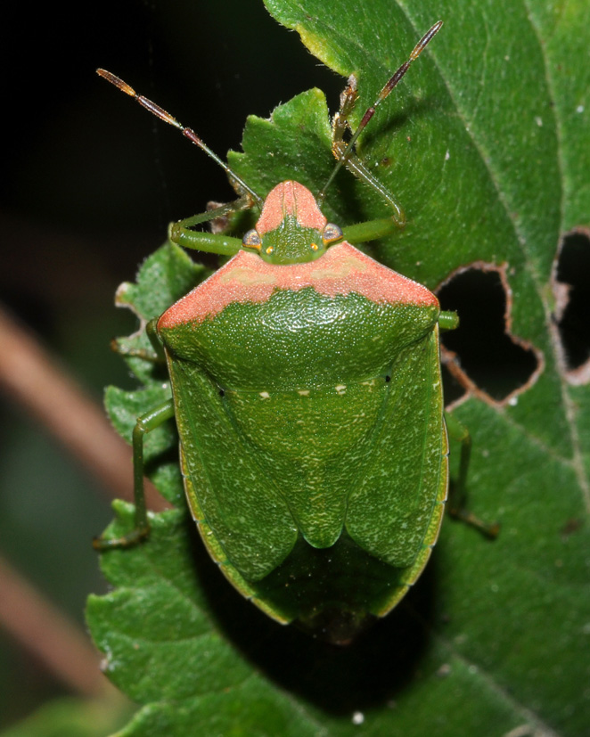 Pentatomidae: Nezara viridula forma torquata (SS)