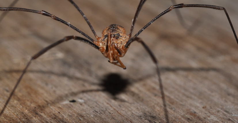 Phalangium cf. opilio da Muggiano (MI)