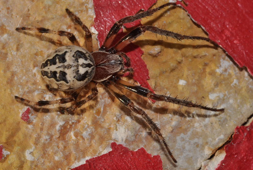 Larinioides cf. cornutus
