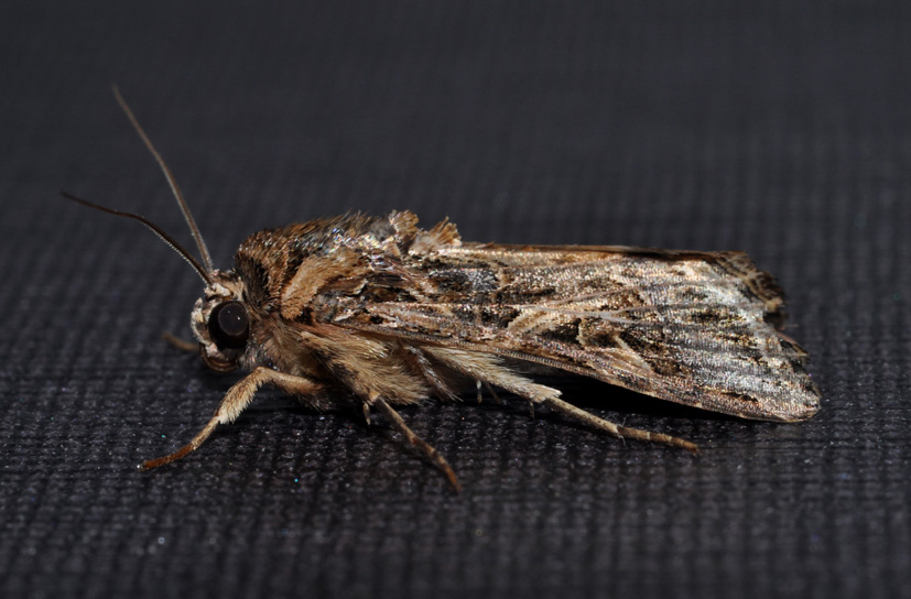 Noctuidae da id