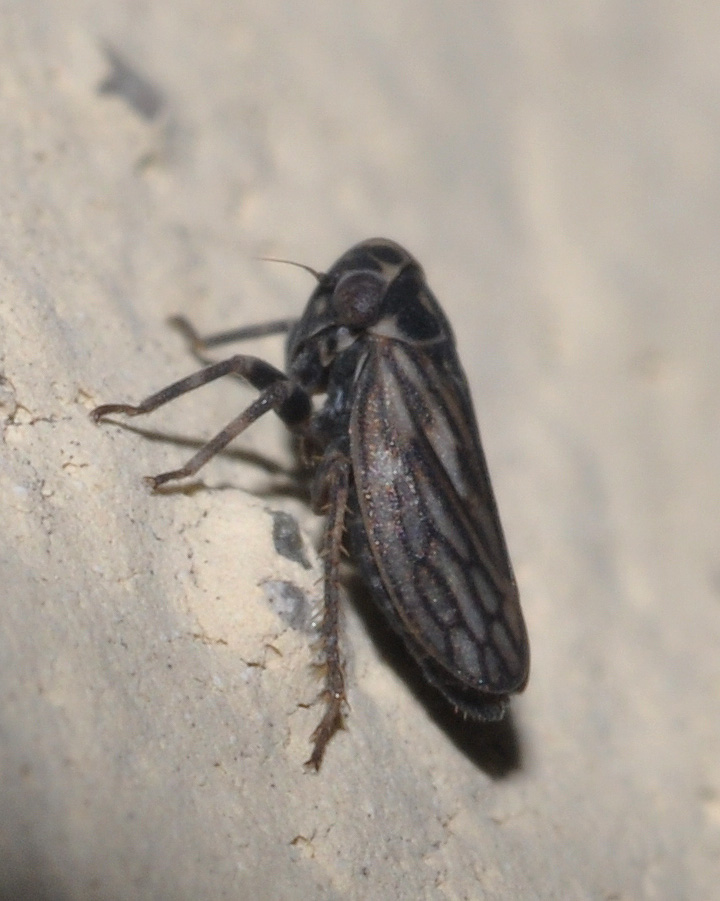 Cicadellidae Agallinae della Toscana (AR)