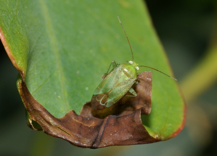Miridae: Apolygus spinolae della Campania (NA)
