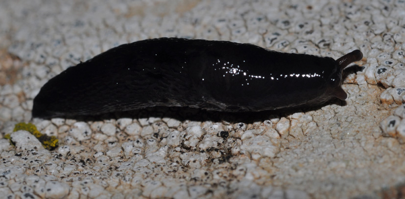 Milax - Limax juv. ??? da Cavriglia (AR)