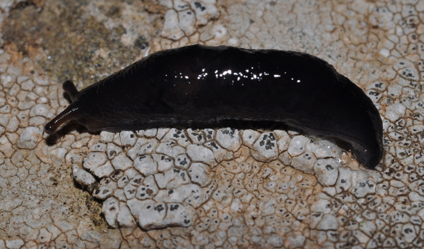 Milax - Limax juv. ??? da Cavriglia (AR)
