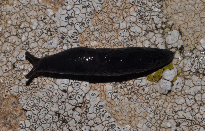 Milax - Limax juv. ??? da Cavriglia (AR)