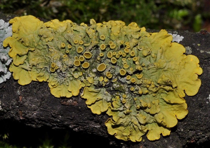 lichene da id (10)