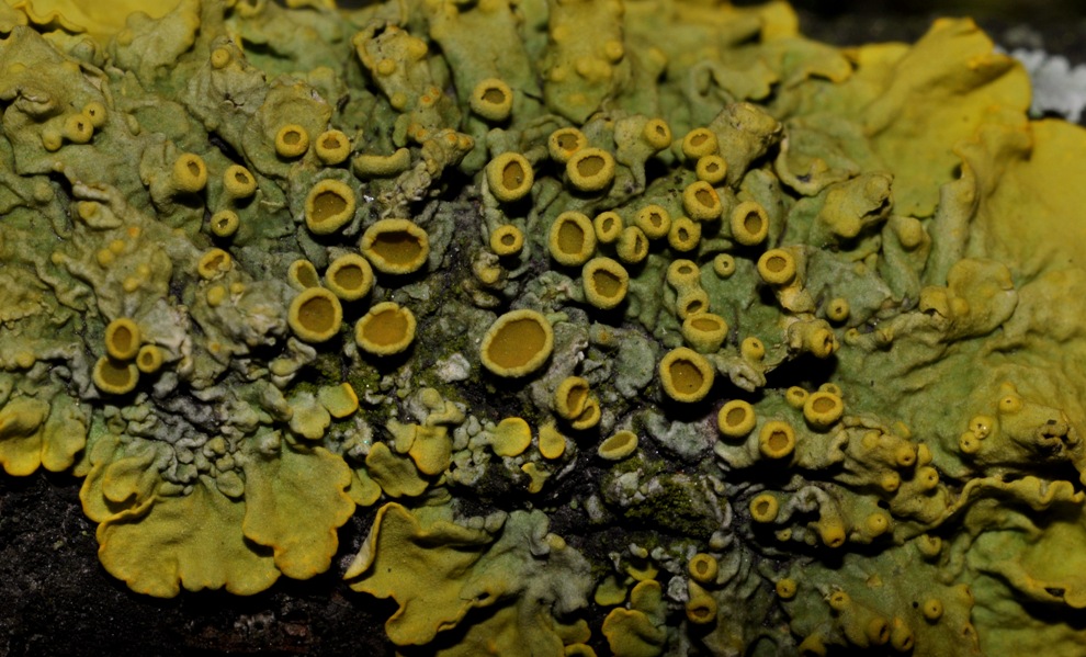 lichene da id (10)