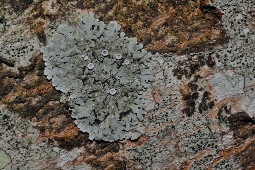 lichene da id (9)