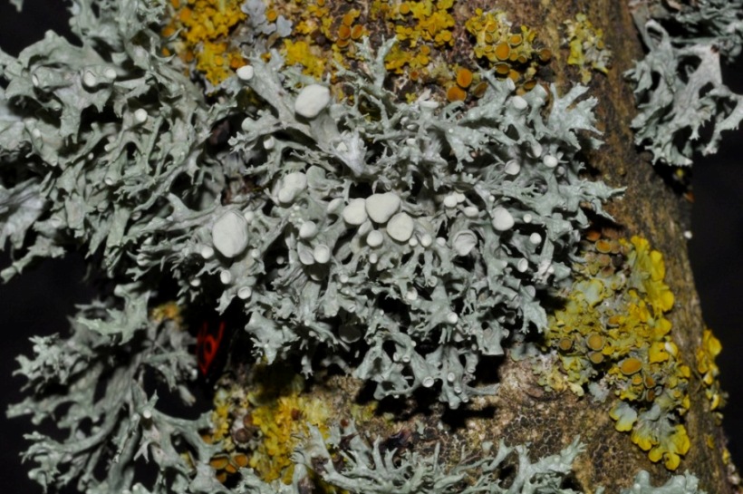 lichene da id (1)