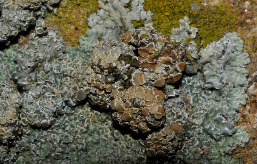 lichene da id (4)