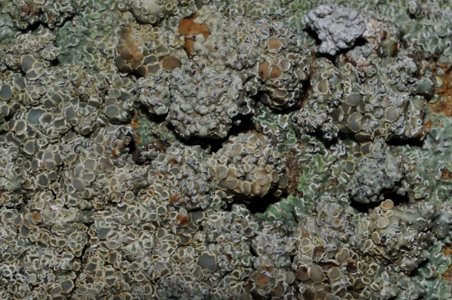 lichene da id (4)