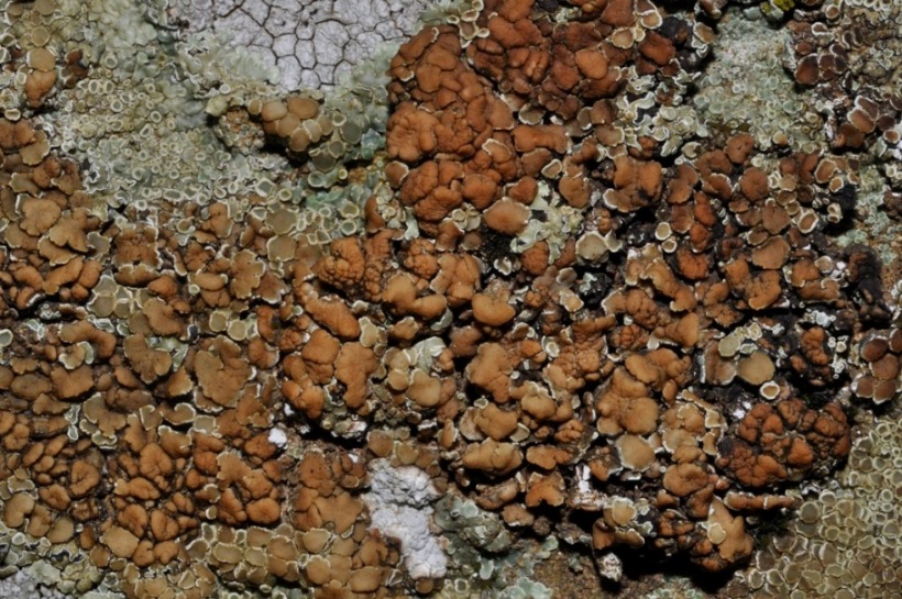 lichene da id (5)