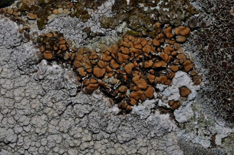 lichene da id (5)