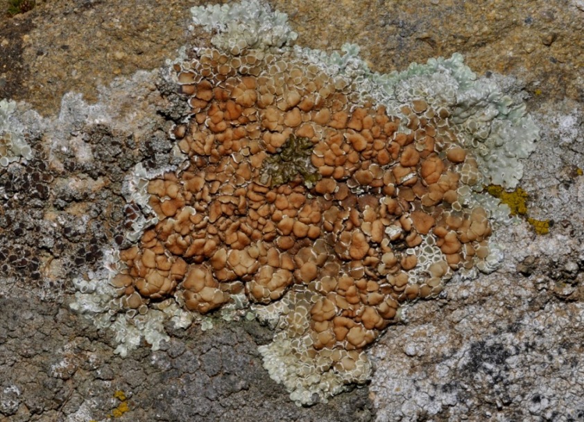 lichene da id (5)