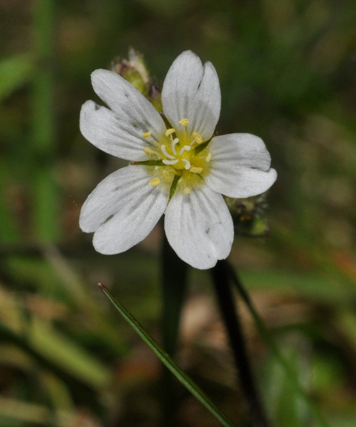 piccolo fiore...Cerastium sp.