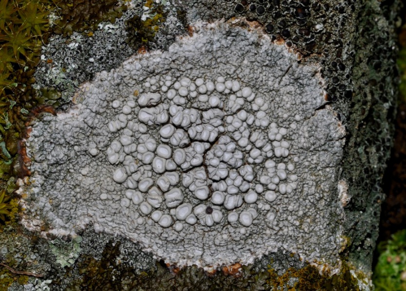 lichene da id (6)