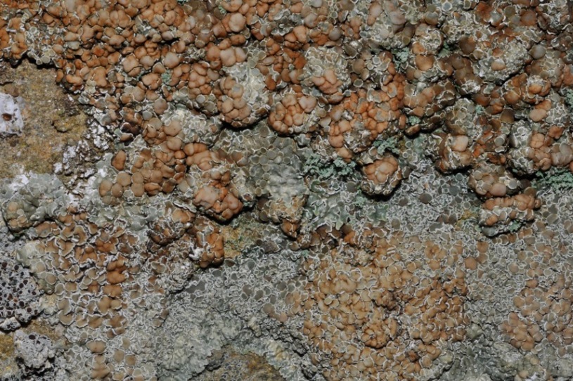 lichene da id (12)