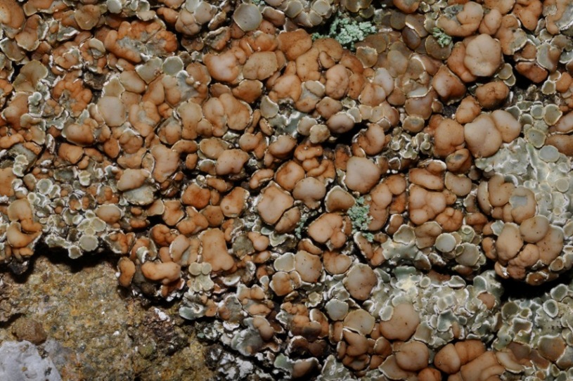 lichene da id (12)
