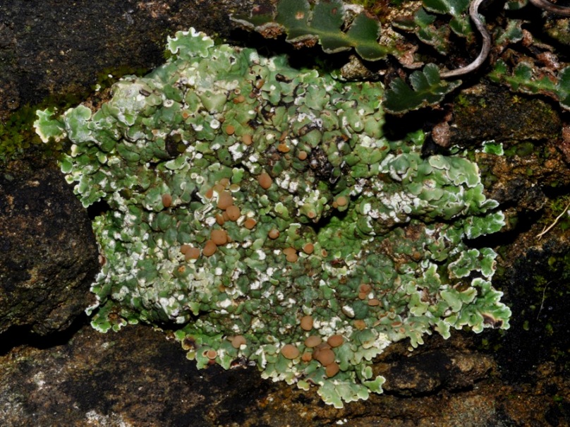 lichene da id (7)