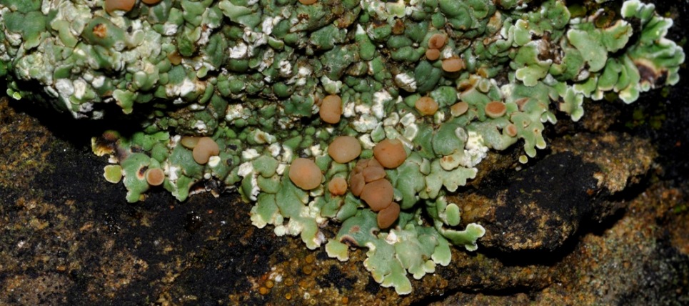 lichene da id (7)