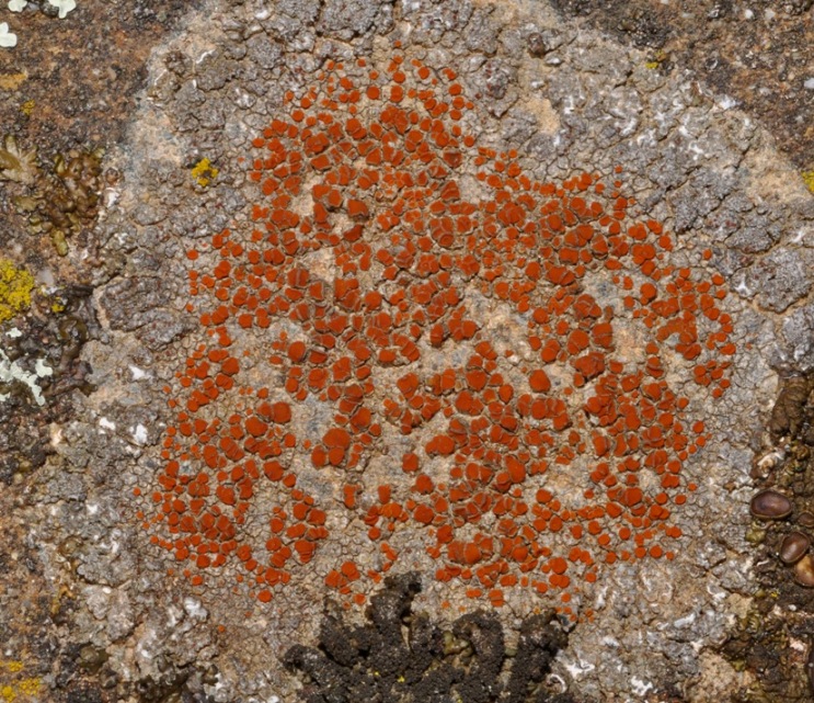 lichene da id (8)