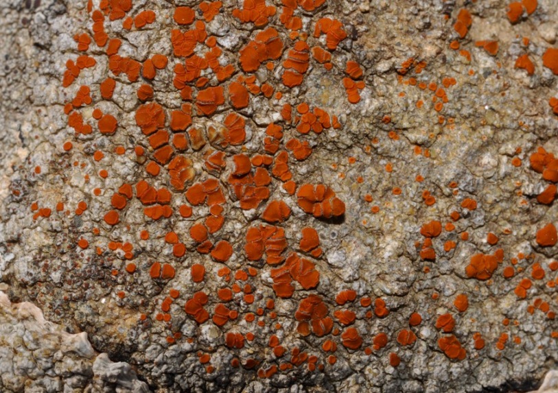 lichene da id (8)