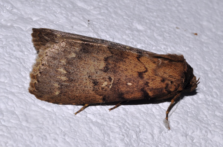 grosso Noctuidae
