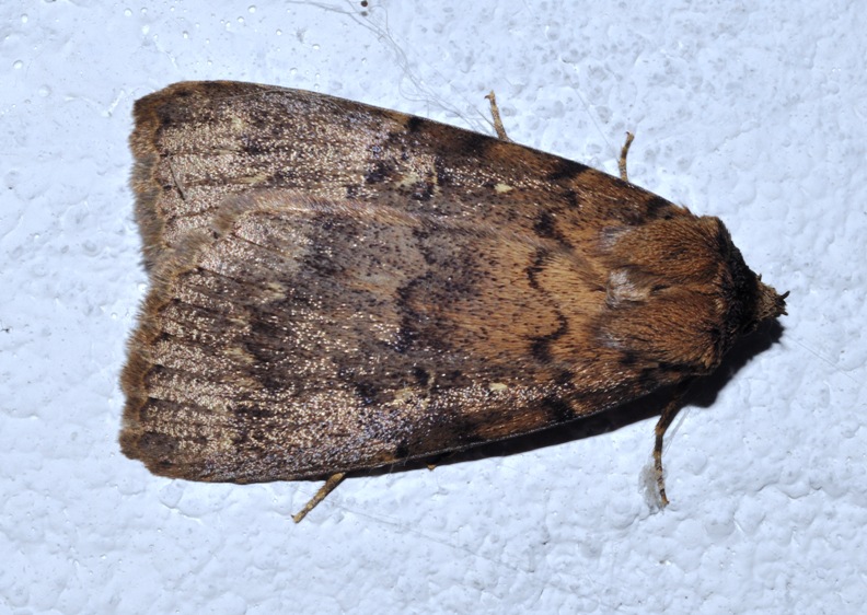 grosso Noctuidae