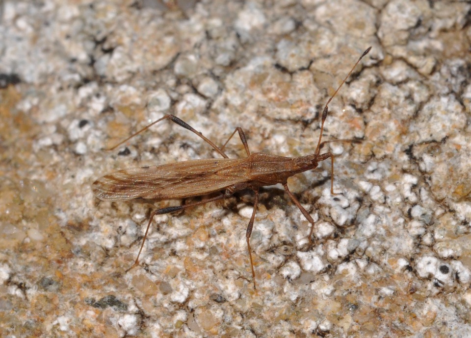 Berytidae: Berytinus cfr. montivagus della Toscana (AR)