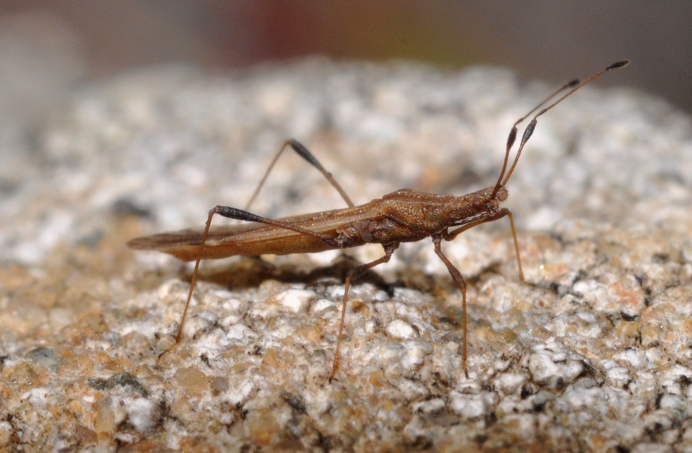 Berytidae: Berytinus cfr. montivagus della Toscana (AR)