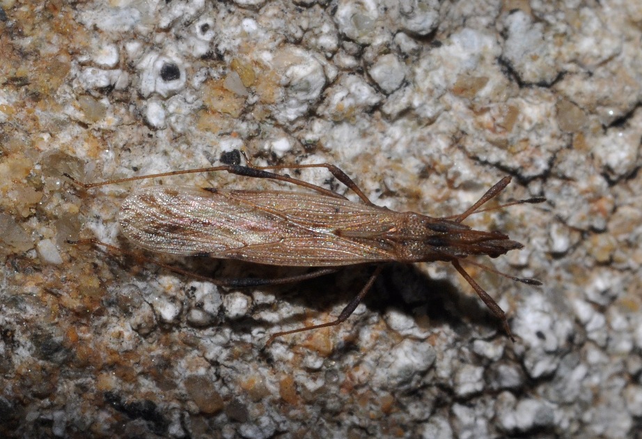 Berytidae: Berytinus cfr. montivagus della Toscana (AR)