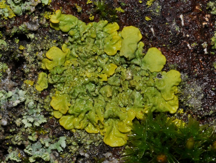 Xanthoria parietina - lichene da id (15)