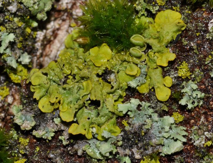 Xanthoria parietina - lichene da id (15)