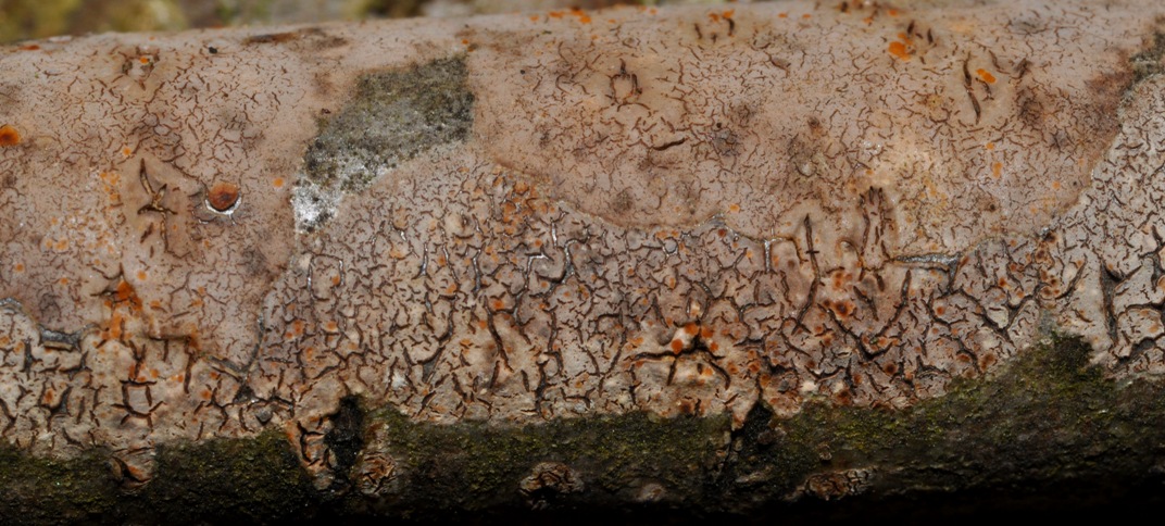 crosta su legno morto: fungo o lichene?