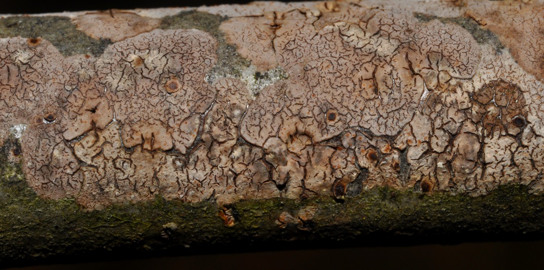 crosta su legno morto: fungo o lichene?