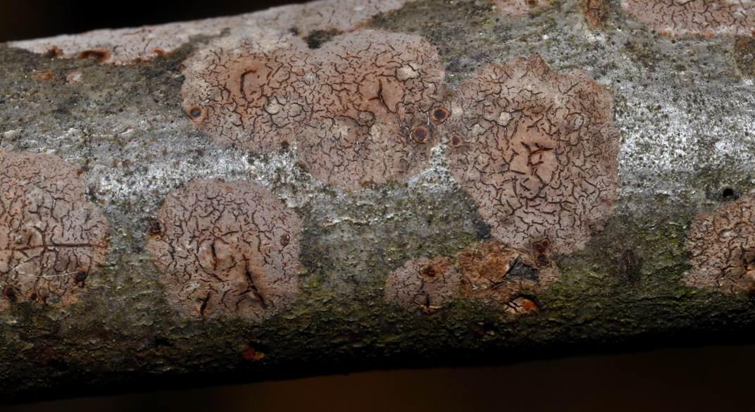 crosta su legno morto: fungo o lichene?