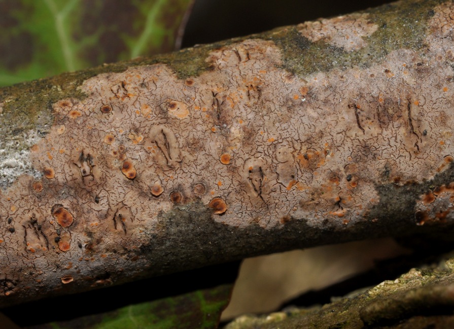 crosta su legno morto: fungo o lichene?