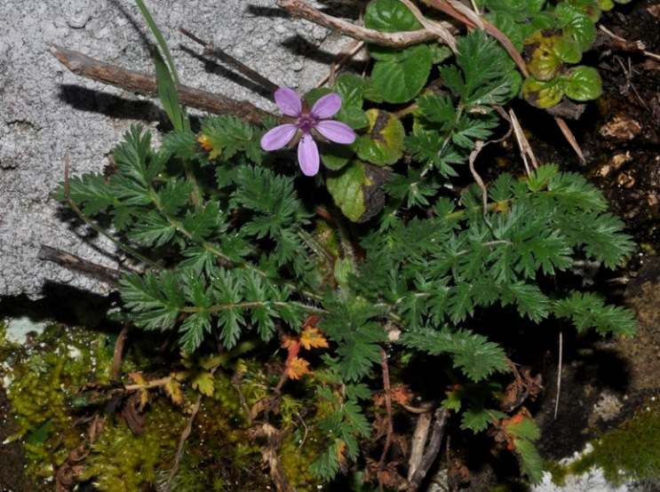 Erodium cicutarium / Becco di Grù comune