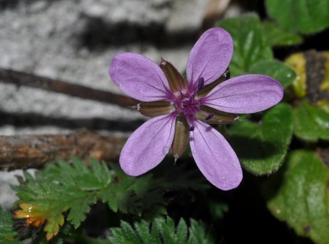 Erodium cicutarium / Becco di Grù comune