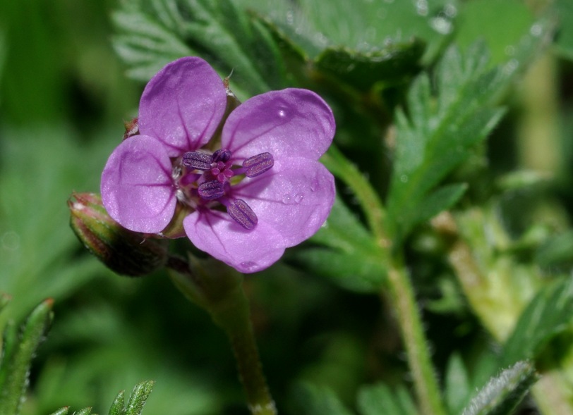 Erodium cicutarium / Becco di Grù comune