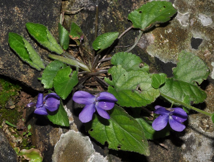 Viola alba subsp. dehnhardtii / Viola di Dehnhardt