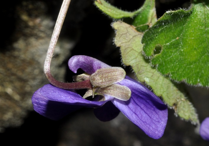 Viola alba subsp. dehnhardtii / Viola di Dehnhardt