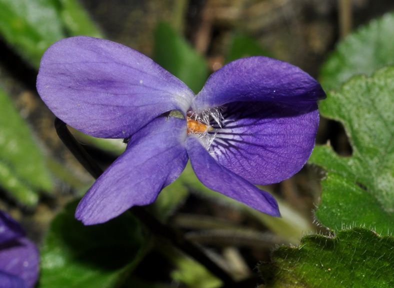 Viola alba subsp. dehnhardtii / Viola di Dehnhardt