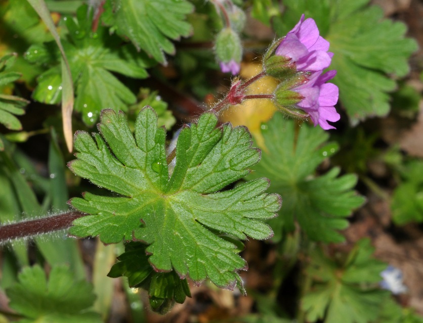 Geranium molle