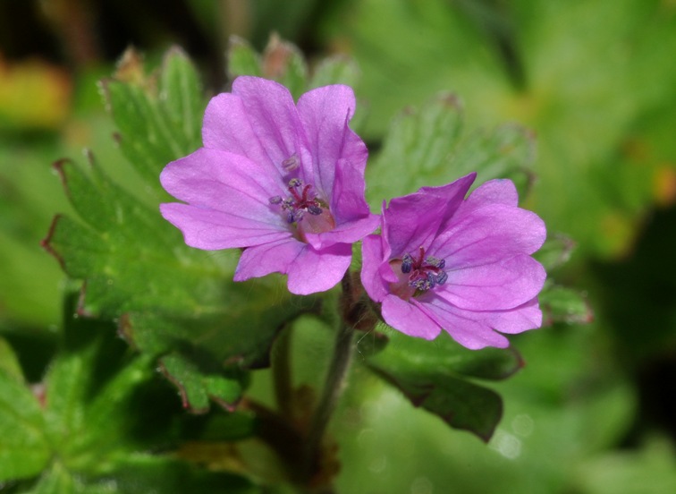 Geranium molle