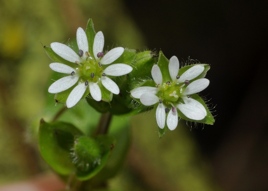 Stellaria...